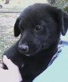 Riley