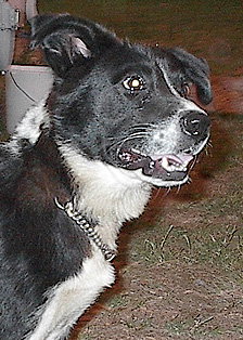 Rover