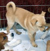 Rover / Buster