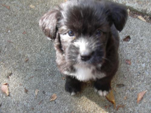 Runty