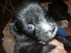 Runty