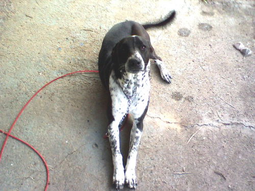 Sadie