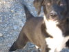 Sampson