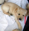 Savannah