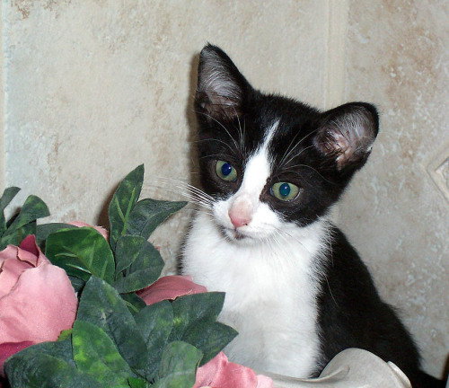 Sebastian
