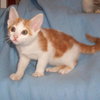 Sheldon