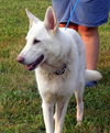 Shep