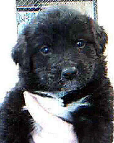 Teddy Bear