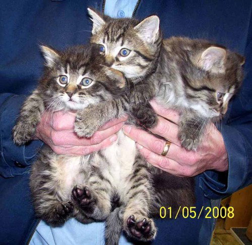 Three Kitties