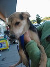 Tillie