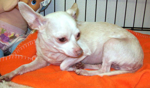 Tinkerbell
