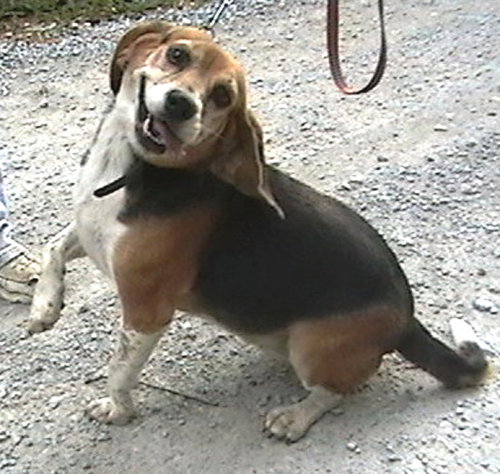 Tipper