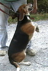 Tipper