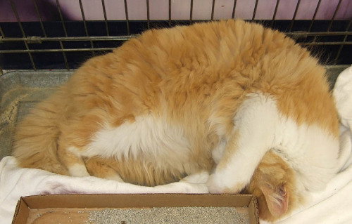 Tommy Cat