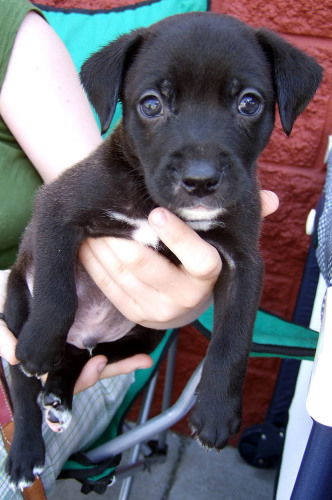 Willow