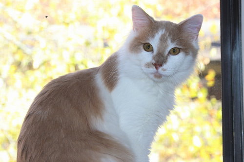 Max