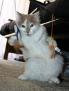 Max