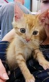 Tiny TIm