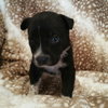 Onyx