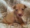 Ginger