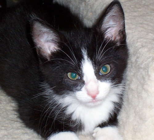 Elliott A
