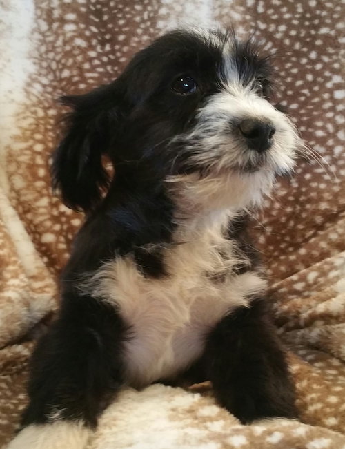 Tux