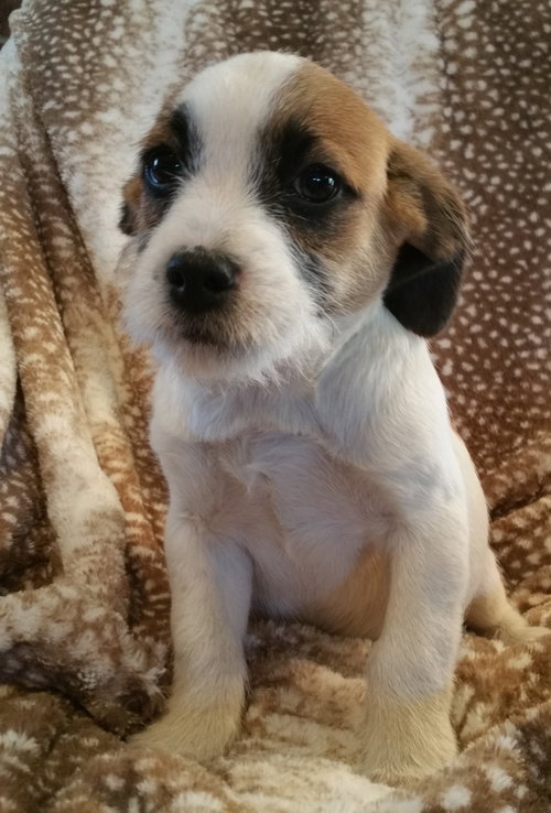 Milo