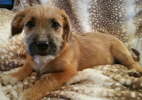 Linus