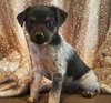 Franklin