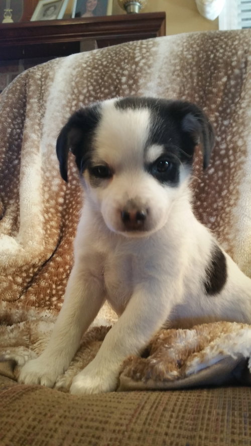 Finn