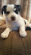 Finn