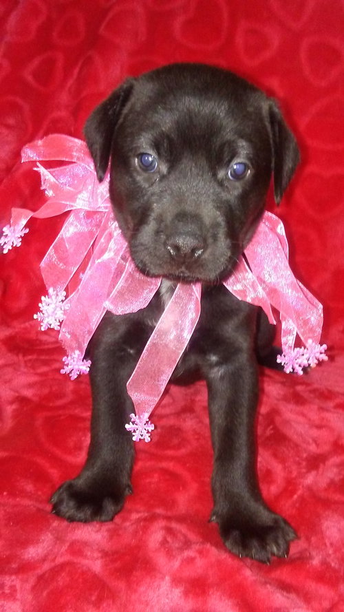 Pooch
