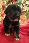 Winston