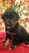 Winston