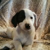 Lilly