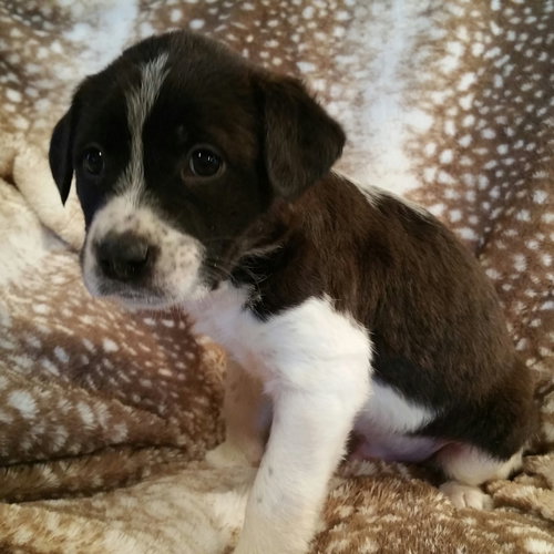 Winston