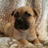 Cassi