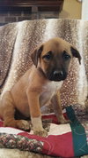Cassi