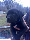 Percy