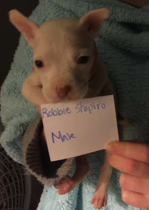 Robbie Shapiro