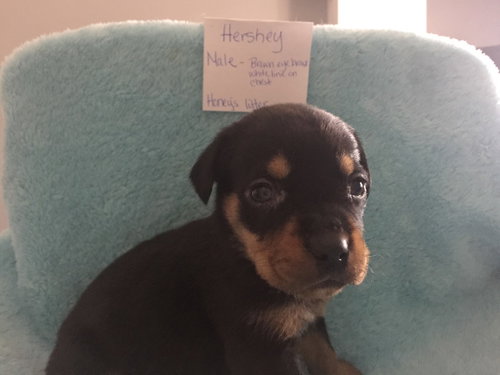 Roscoe