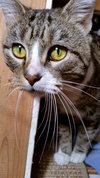 Rufus
