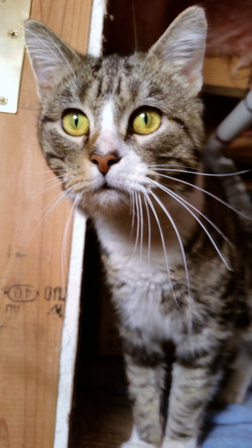Rufus
