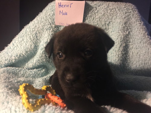 Henri
