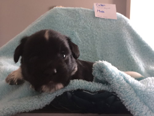 Oliver