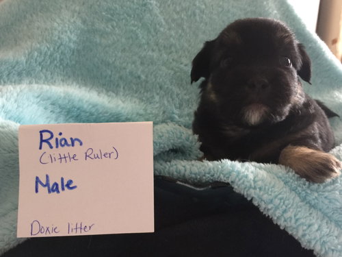 Riley