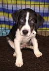 Loki