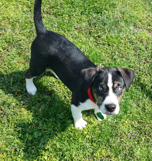 Loki