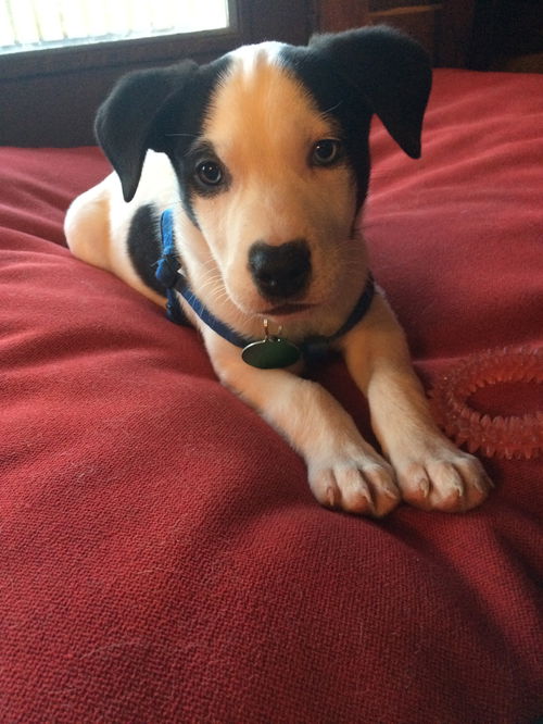 Sadie