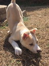 Fido